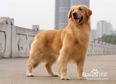 金毛犬怎样训练 重要的一点是有爱心