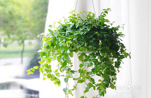 室内甲醛存在哪些危害 如何清除室内甲醛