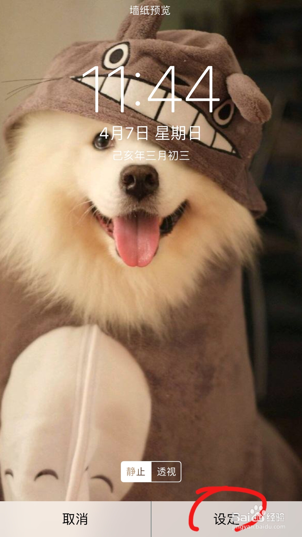 iPhone手机如何设置手机的墙纸