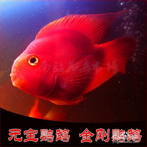 元寶鸚鵡魚怎麼養能起頭