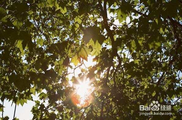 夏日天气炎热，如何预防中暑？