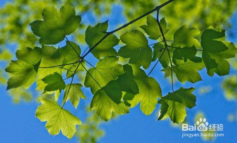 一年中最热的时候来了 几个必知的避暑小技巧！