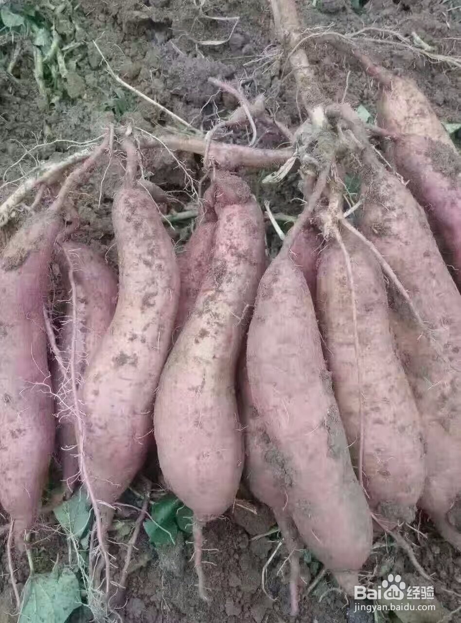 如何使用热泵型红薯片烘干机生产出高品质红薯干