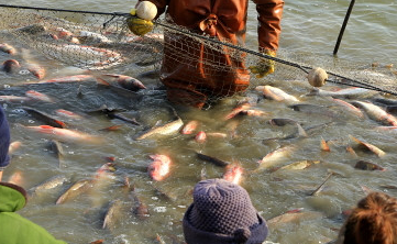如何挑选新鲜的鱼呢?