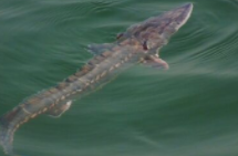 中华鲟怎么分公母