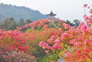 杜鹃的养殖方法和注意事项