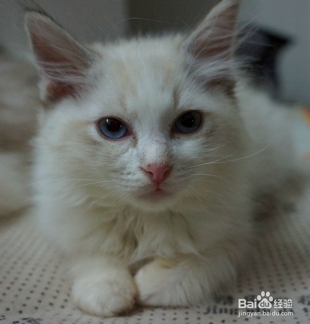 布偶猫掉毛严重怎么办