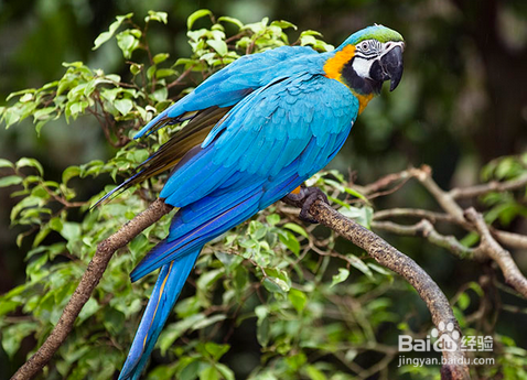 蓝黄金刚鹦鹉怎么训练