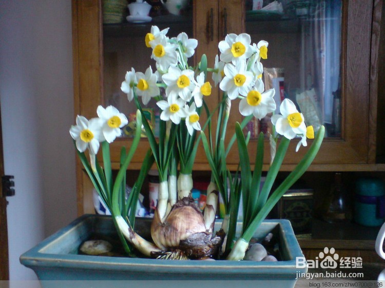 适宜在房间中摆放的植物