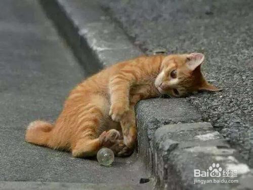 怎么紧急处理猫受伤