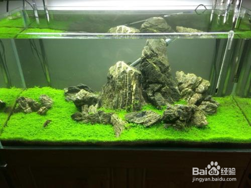 草缸壁上的绿苔怎么办