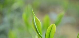 茶名翻译的方法