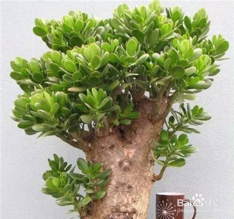 玉树换盆时间和方法?