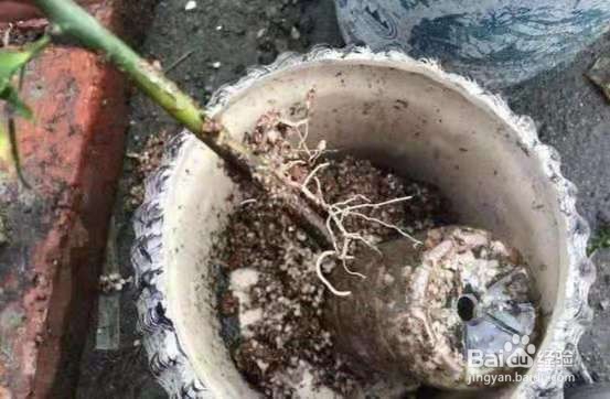 1种花太好养，扔土里就能活，比桂花还香！