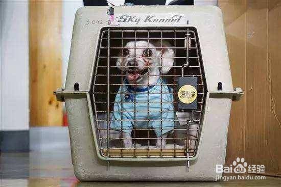 异地养狗怎么带回家