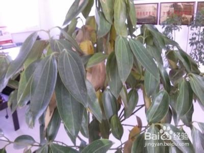 平安树叶子发黄掉落怎么办