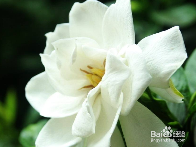 栀子花泡水喝有什么作用?