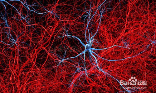 常见肿瘤转移途径汇总？金雀异黄素怎么样