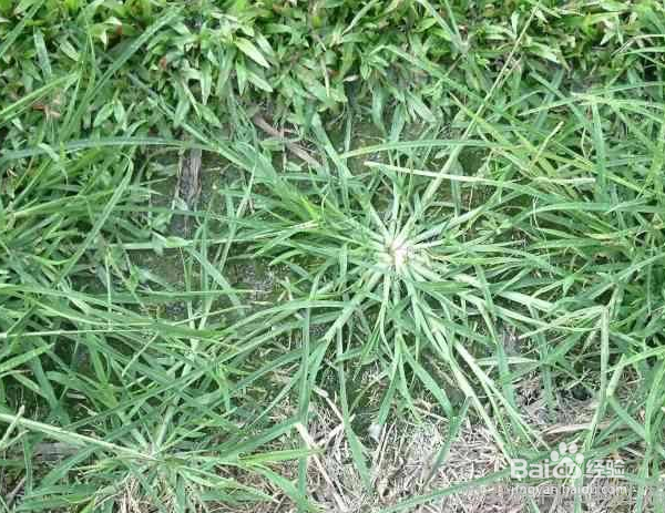 牛筋草的药用价值和食疗方法