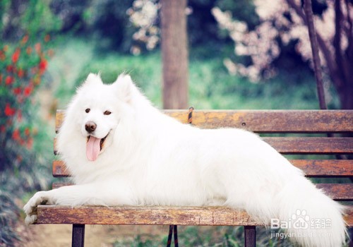 宠物美容培训机构哪家好