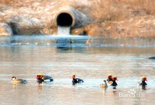 发现黑河,臭河,垃圾河怎么办