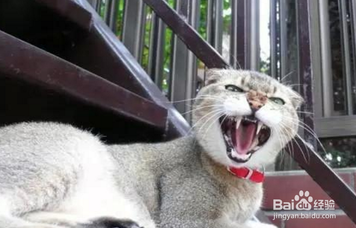 猫对主人哈气怎么办