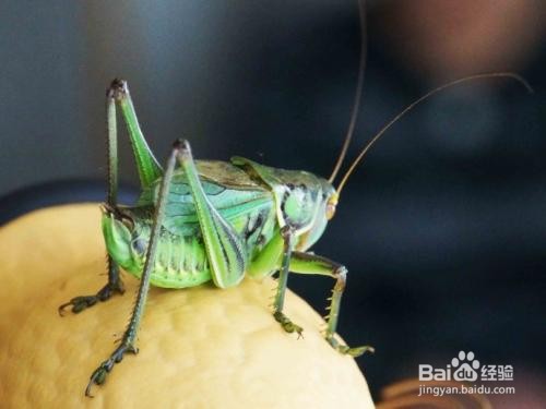 冬天蝈蝈的饲养方法