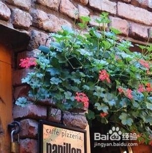 科索沃旅游攻略：[5]Pristina美食推荐（1）