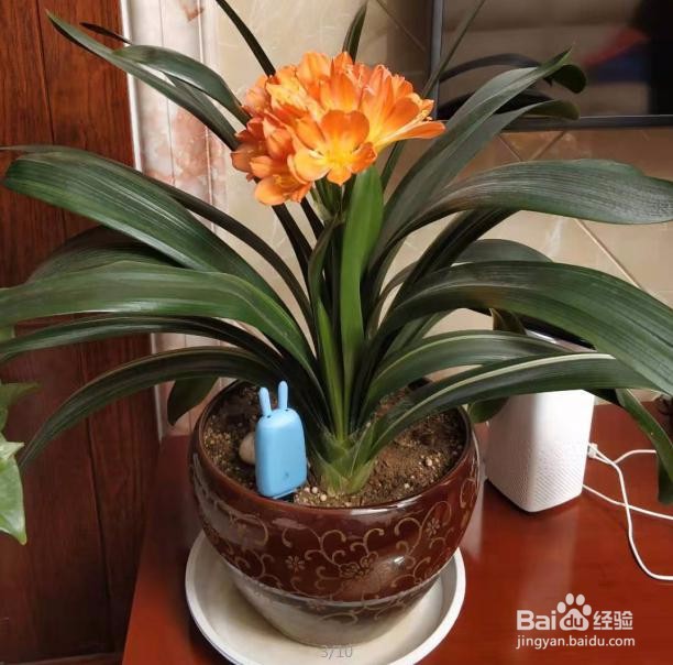 花将花草监测仪为何受人喜爱?