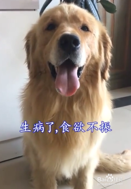 狗狗为什么突然不理人？