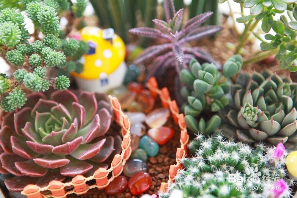 冬天多肉叶片扦插方法