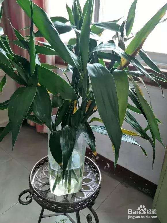 富贵竹黄叶不长根，注意3点，全年绿油油！
