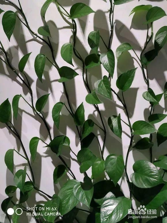 为什么你用淘米水浇花浇一盆死一盆呢？