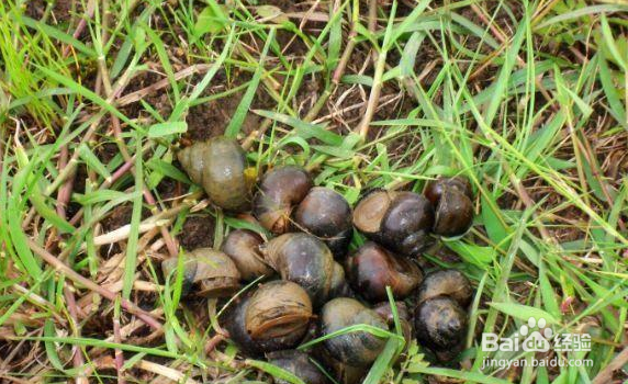 农村种植水稻有很多的田螺，对水稻有没有影响