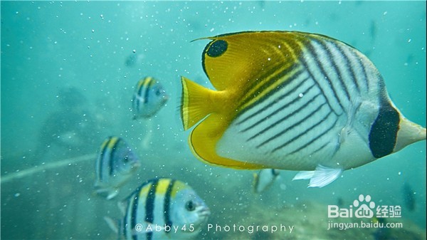 春游阳光巴厘,躲避冷冻的春天。