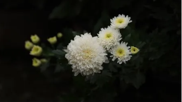 年轻人去世惋惜的句子有哪些