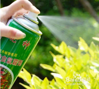 发财树树干萎缩怎么办