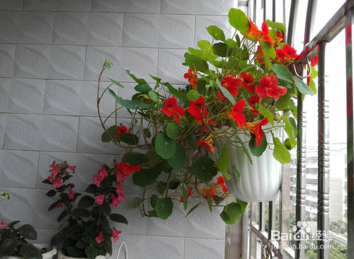 旱金莲如何爆盆