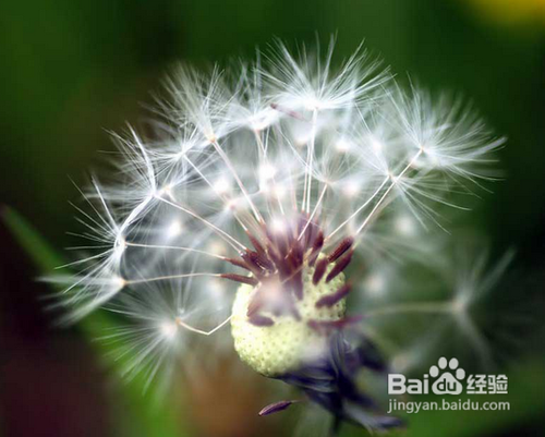 蒲公英的功效与作用及食用方法