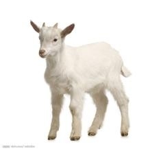 哪些食物一定不能共食（那些你不知道的秘密五）