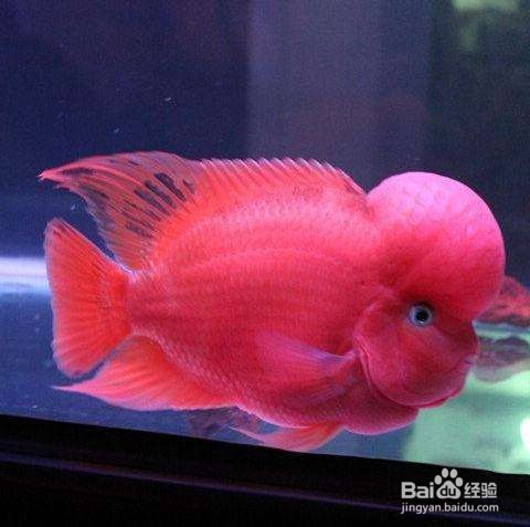 罗汉鱼怎么养
