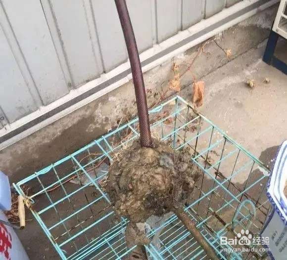 栀子花太难养？记住：少折腾，不黄叶，年年开花