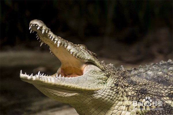 怎么放生 放生有哪些注意事项