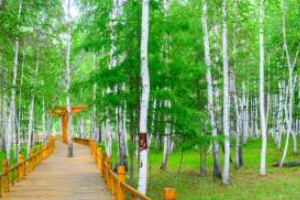 白桦林景区怎么游玩?