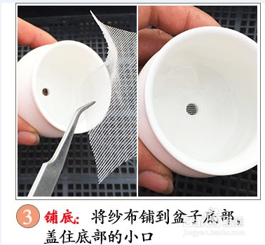 多肉的种植方法