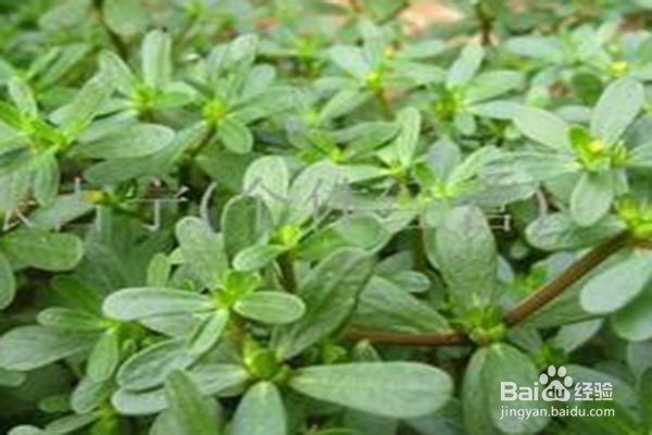 草药就在我们身边：马齿苋