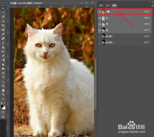 PS如何用通道抠图将猫咪毛发调的更加透亮?