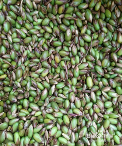 米竹种子如何种植