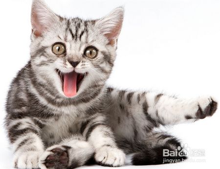 猫营养膏的功效与作用有哪些？