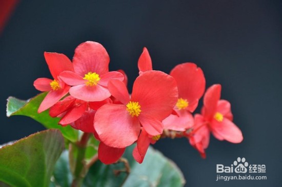 哪些植物不怕冷？